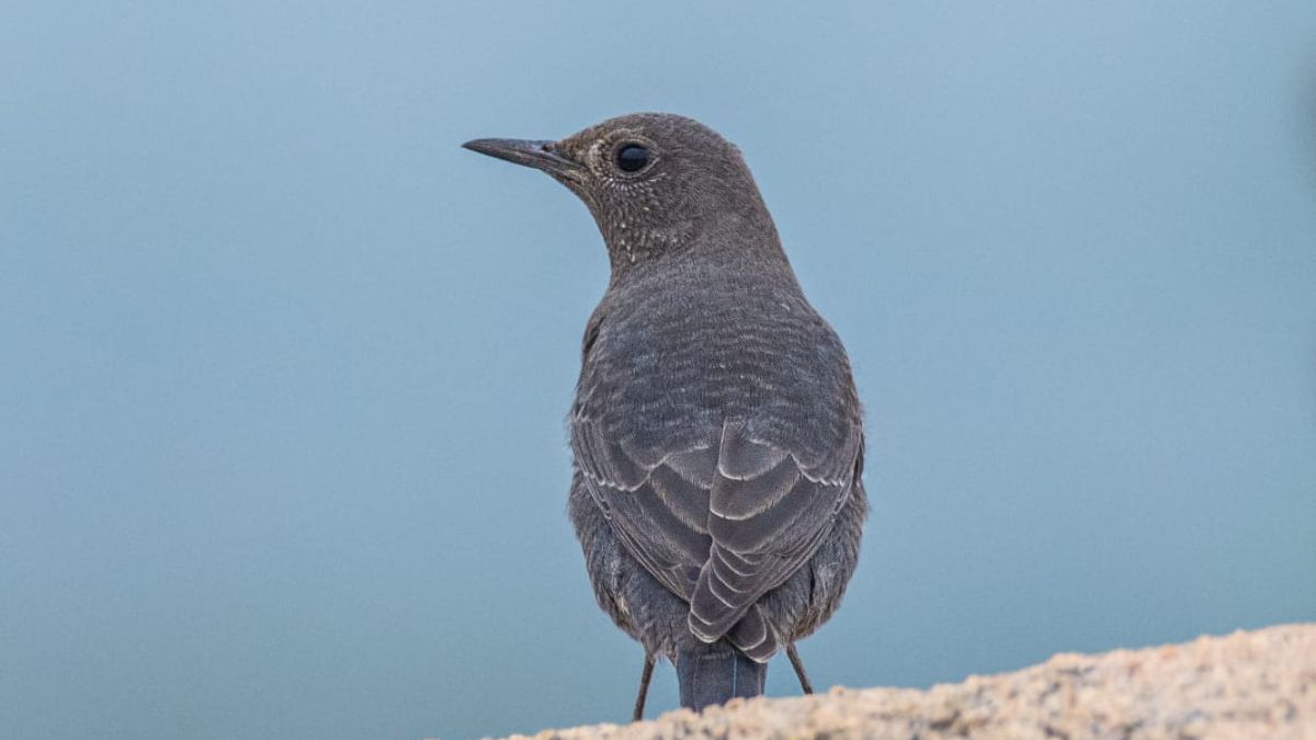 FOREIGN BIRDS ARRIVE IN SURGUJA