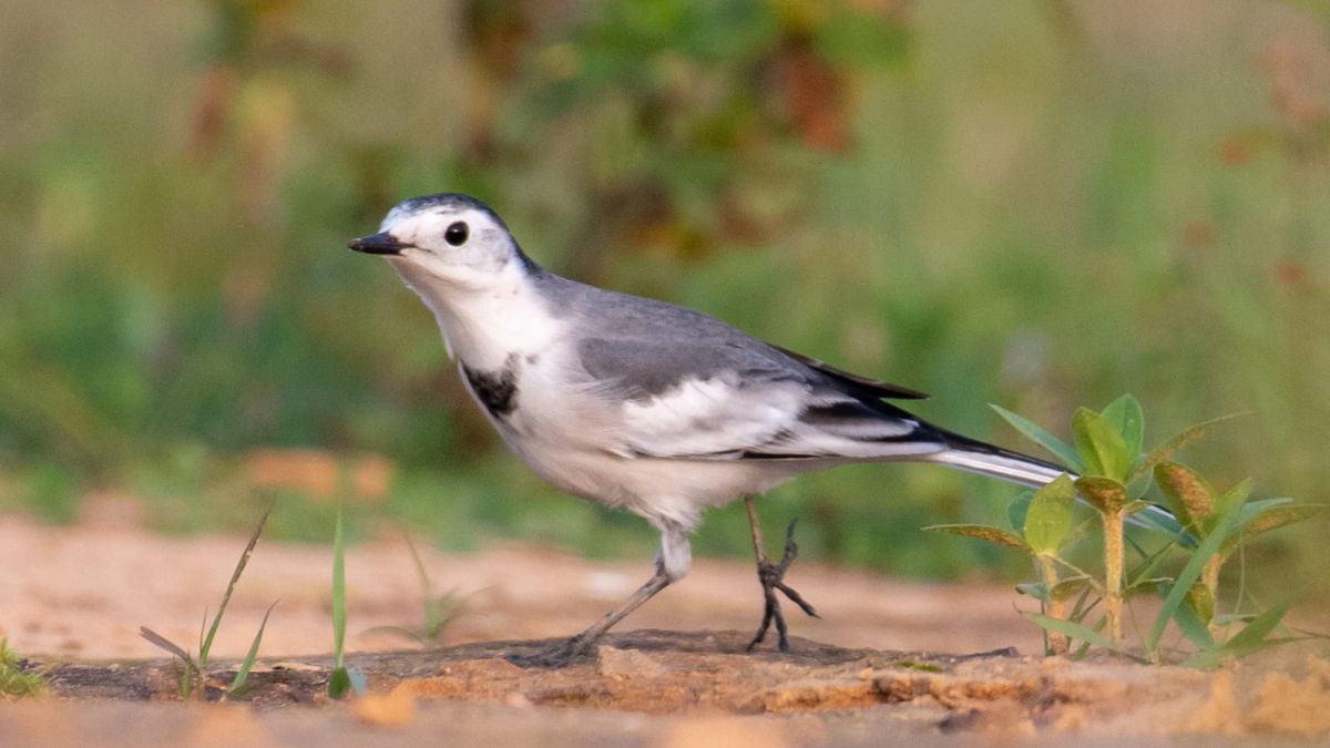 FOREIGN BIRDS ARRIVE IN SURGUJA