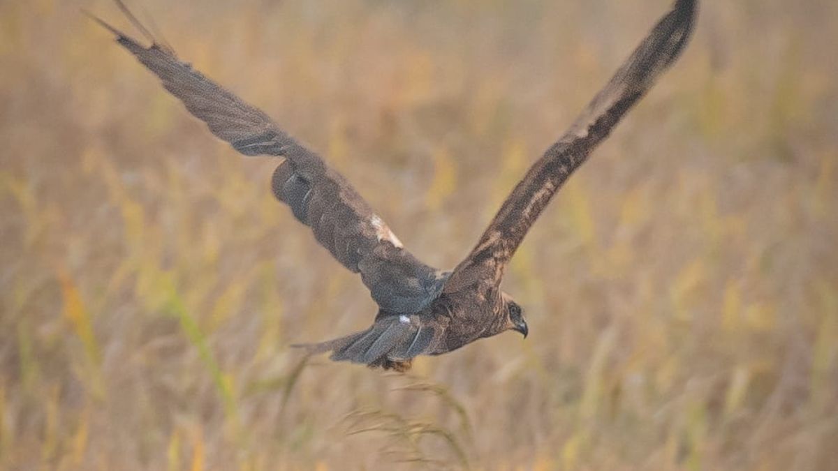 FOREIGN BIRDS ARRIVE IN SURGUJA