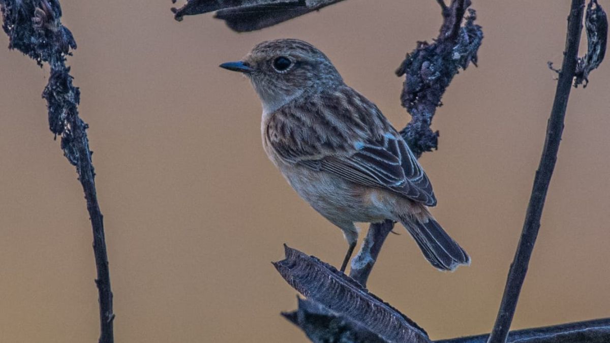 FOREIGN BIRDS ARRIVE IN SURGUJA