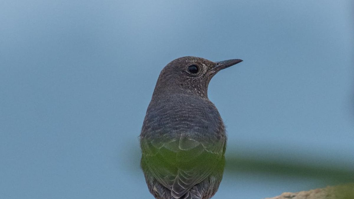 FOREIGN BIRDS ARRIVE IN SURGUJA