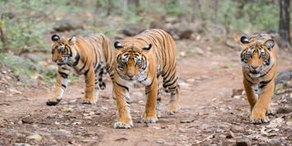 SATPURA TIGER RESERVE TOURIST