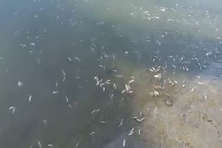 Fishes Died Due To Poison