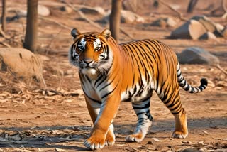 TIGER WANDERING IN TELANGANA