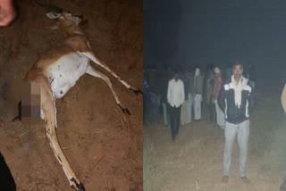 Deer carcass (L) found in Gopalsar village of Suratgarh Rajasthan's Sri Ganganagar triggering protest by locals