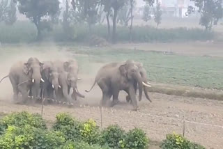 Elephant terror in Haridwar