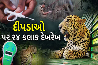 ટેકનોલોજી દ્વારા દીપડાઓ પર 24 કલાક દેખરેખ