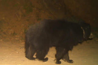 No sighting of bear in Sariska