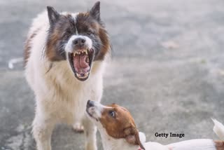 DOG VACCINATION against CDV