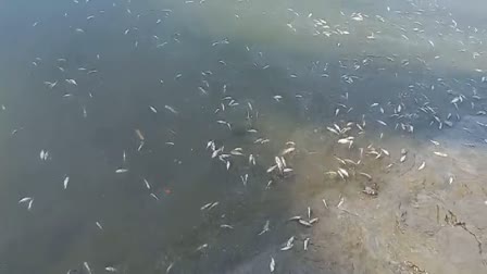 Fishes Died Due To Poison