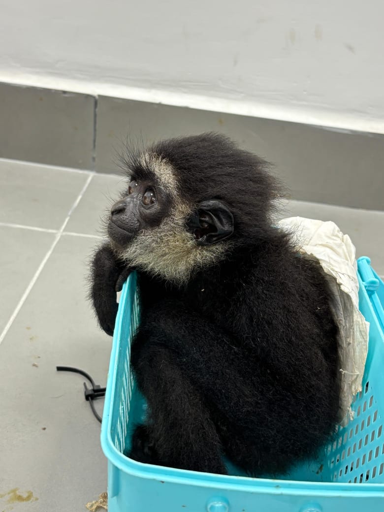 Rare Animals Stuffed In Trolley Bags Seized At Kempegowda International Airport In Bengaluru