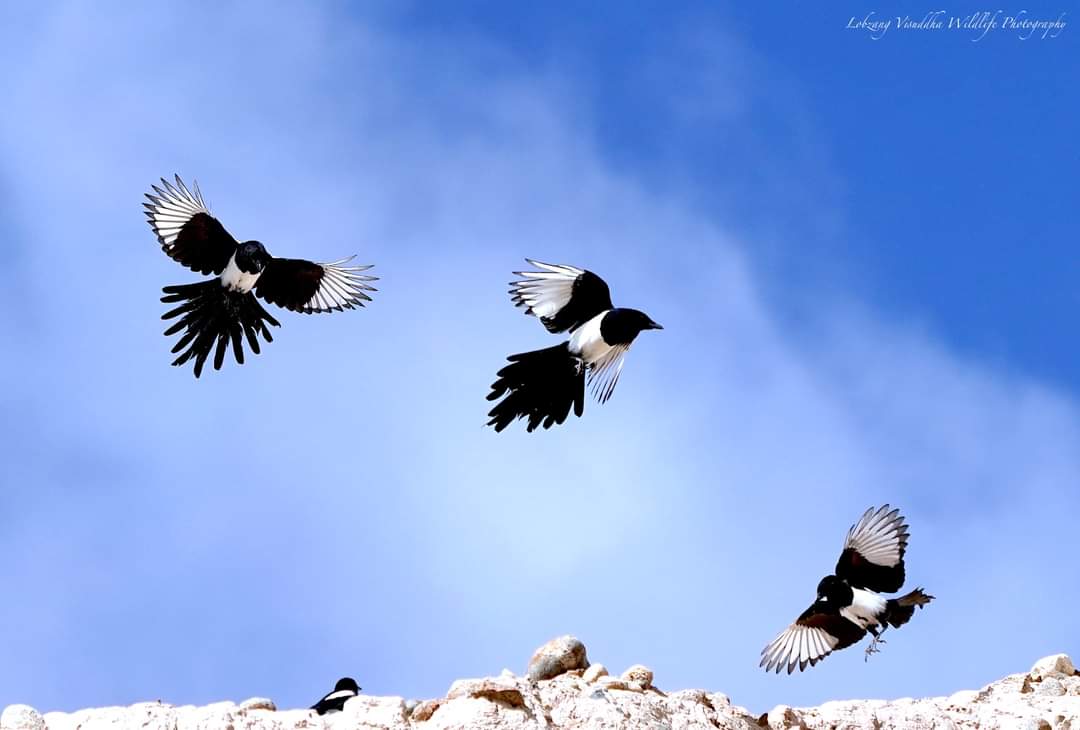 Eurasian Magpie / Black-billed Magpie