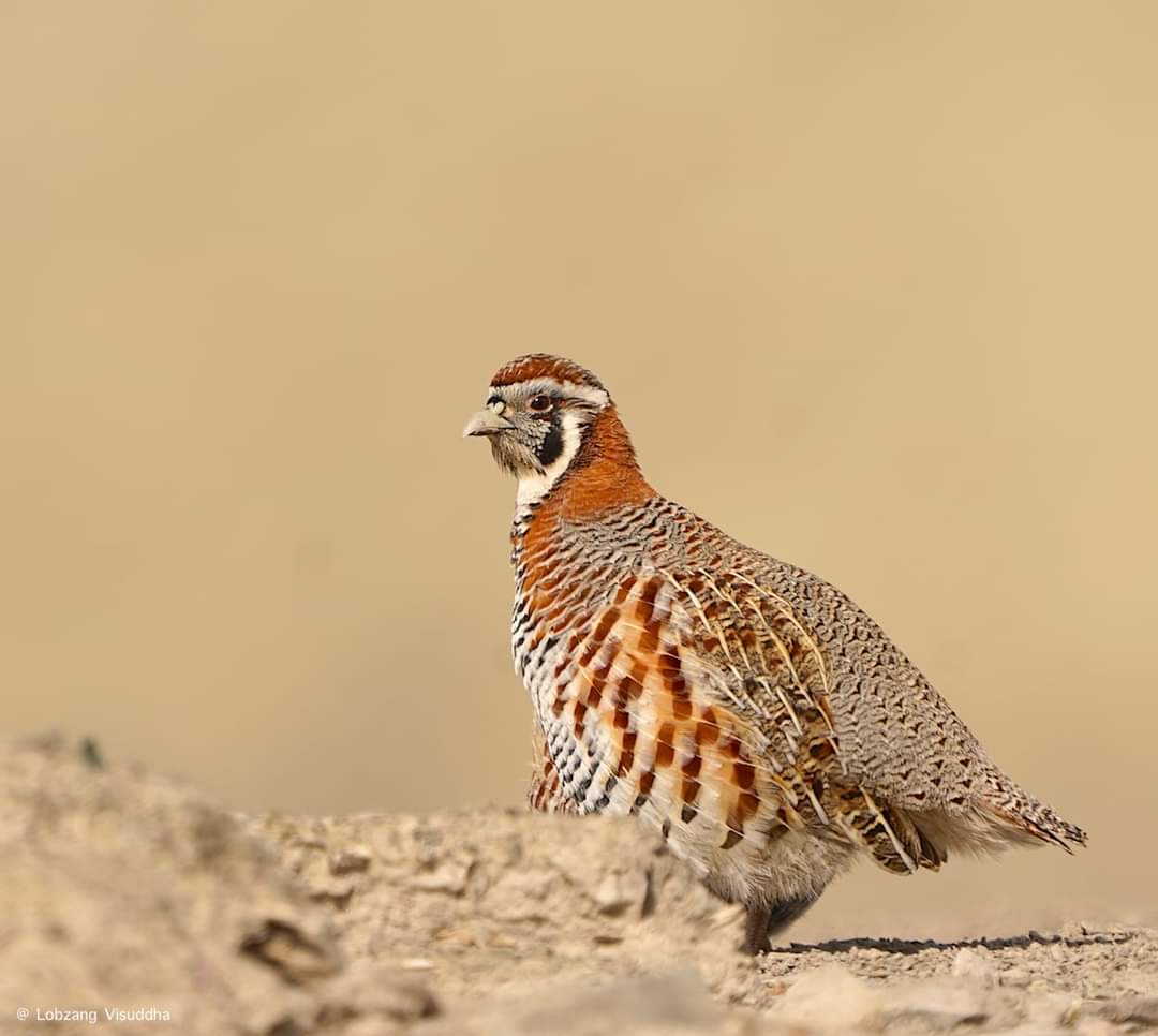 Tibetan Partridge