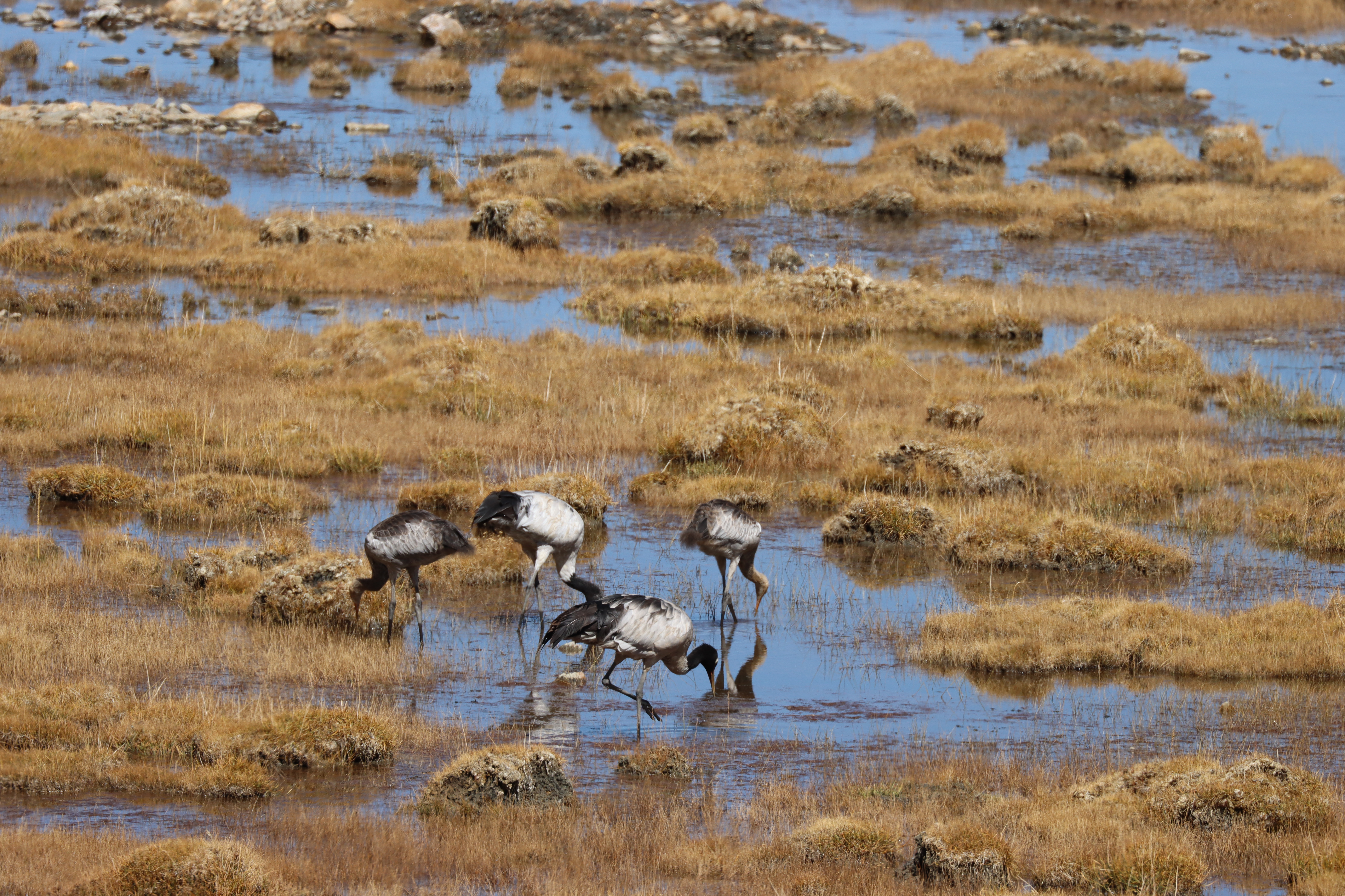 Black Neck Cranes at Chumik Shaltay Wetland in October 2024.