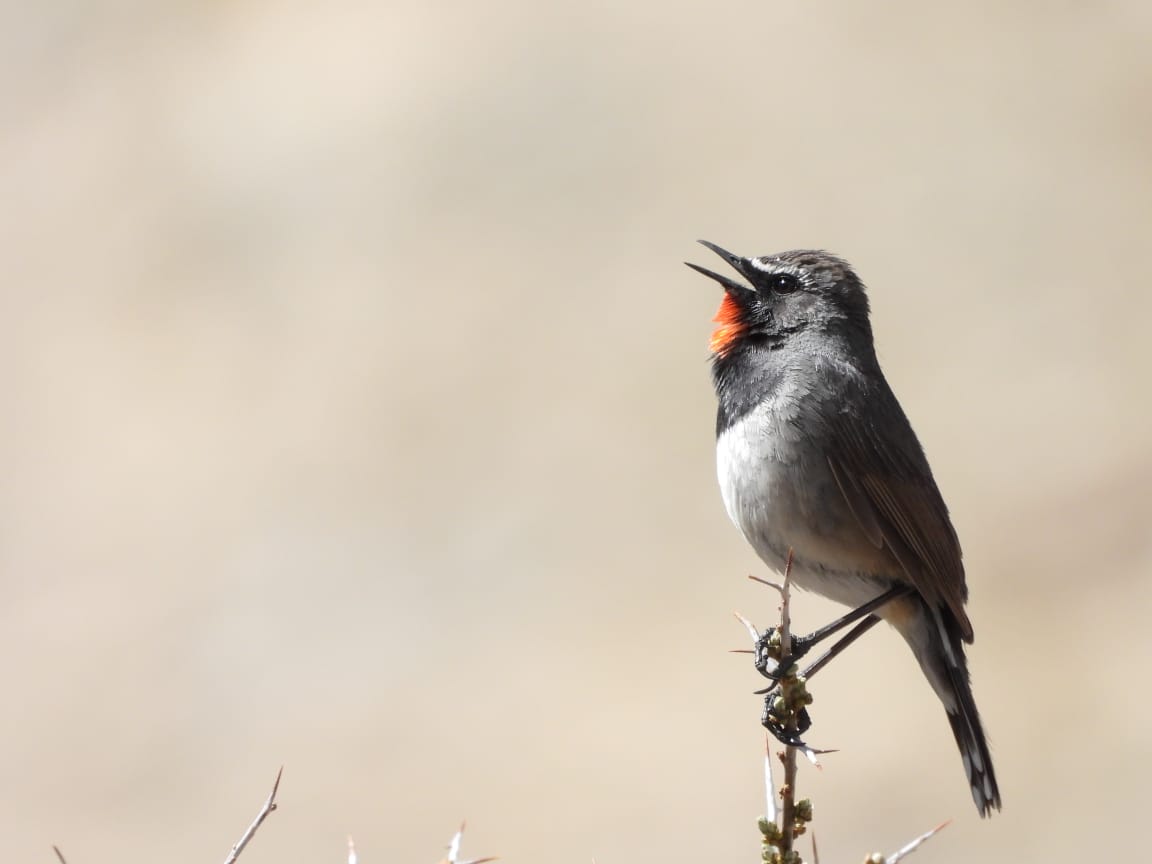 Himalayan Rubythroat (Calliope pectoralis)