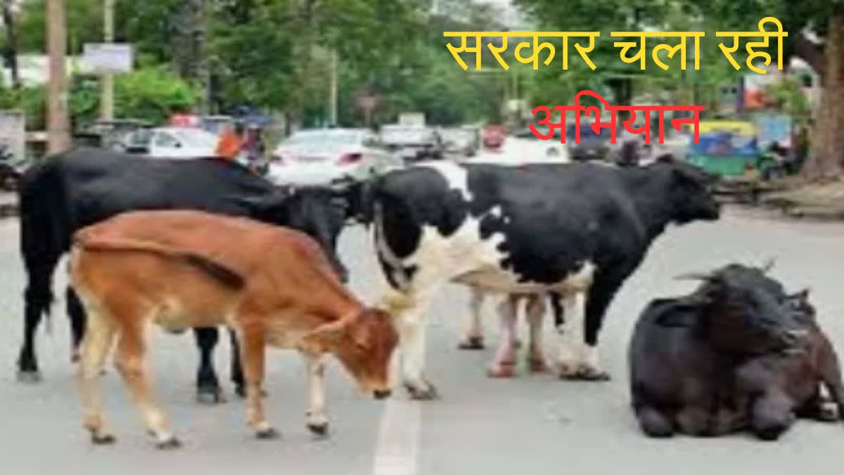 गौवंशों को बेसहारा छोड़ने वालों पर कसेगा शिकंजा.