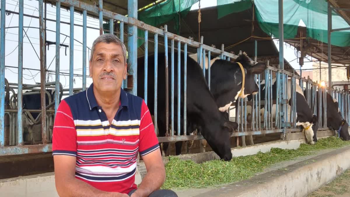 દૂધ ઉત્પાદન માટે વાઇબ્રન્ટ ગુજરાતનો ઉપયોગ, જાણો ઝારોલાના પશુપાલકની 12 ગાયો થકી મહિને દોઢ લાખની આવકની વાત