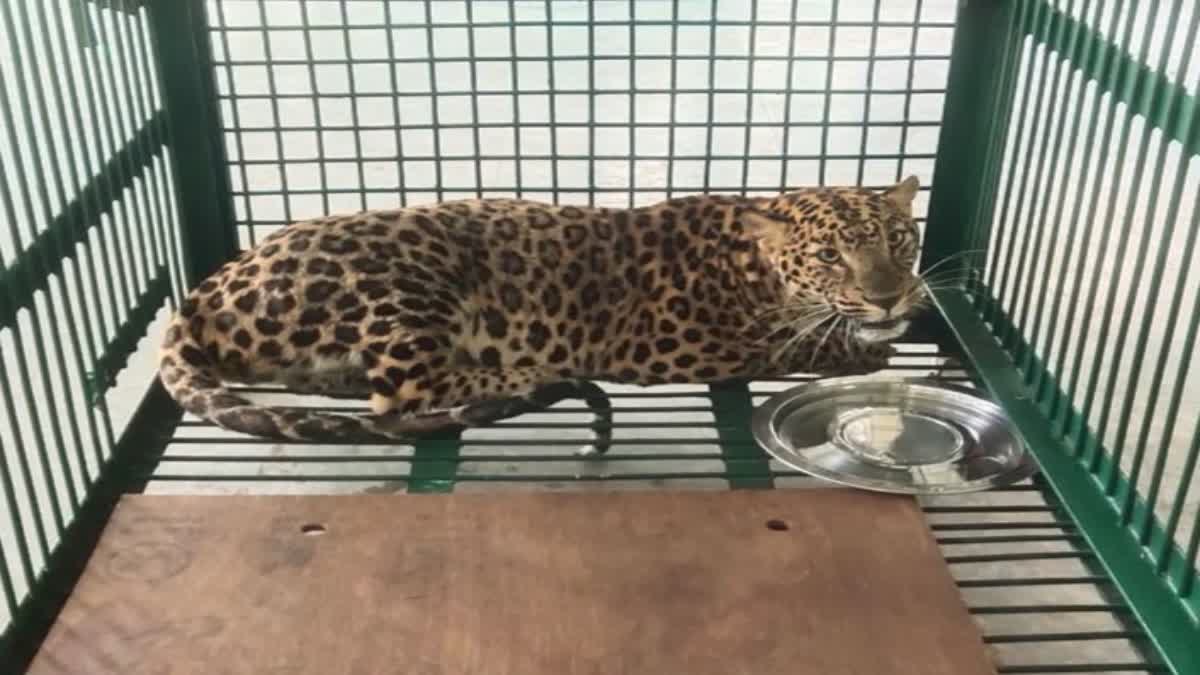 Leopard in Bengal Safari Park