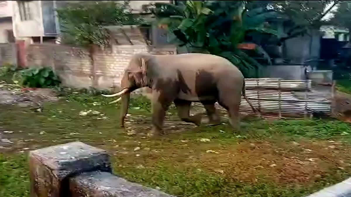 Rampaging elephant enters Bagdogra village, crushes one under foot in Darjeeling; report