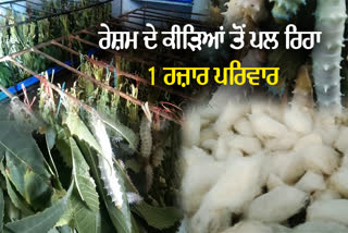 Pathankot all set to become silk farming hub
