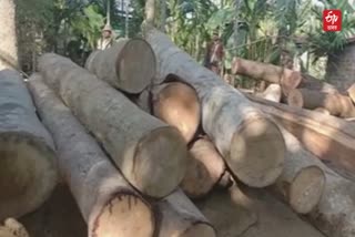 Illegal timber mill seized in Tamalpur