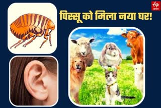 Pissu found in human ear in Srinagar
