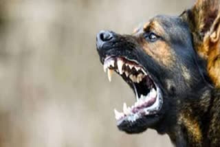 Dog Attack Peoples in Chandigarh Dogs Bite Menace Nagar Nigam Haryana News