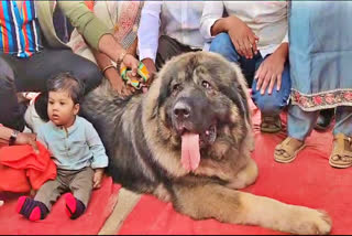 Worlds Costly Dog