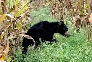 Bulla_Samudram_Villagers_Requesting_Treatment_for_Sick_Bear