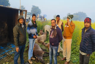Pickup carrying cows overturned in Dausa