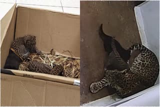 The forest department has reunited three leopard cubs with their mother