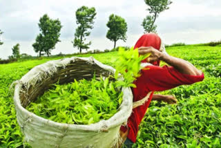 Labourer dies at tea garden