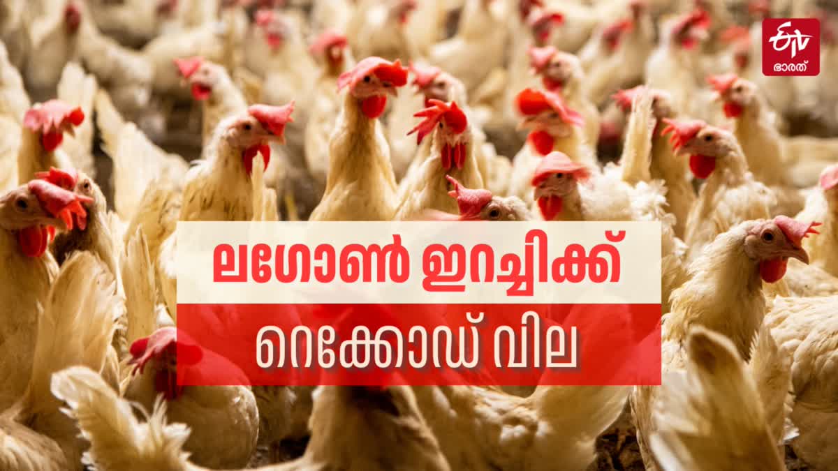 CHICKEN RATE  BROILER CHICKEN PRICE  കോഴി ഇറച്ചി വില  ല​ഗോ​ൺ ഇ​റ​ച്ചി​ വില