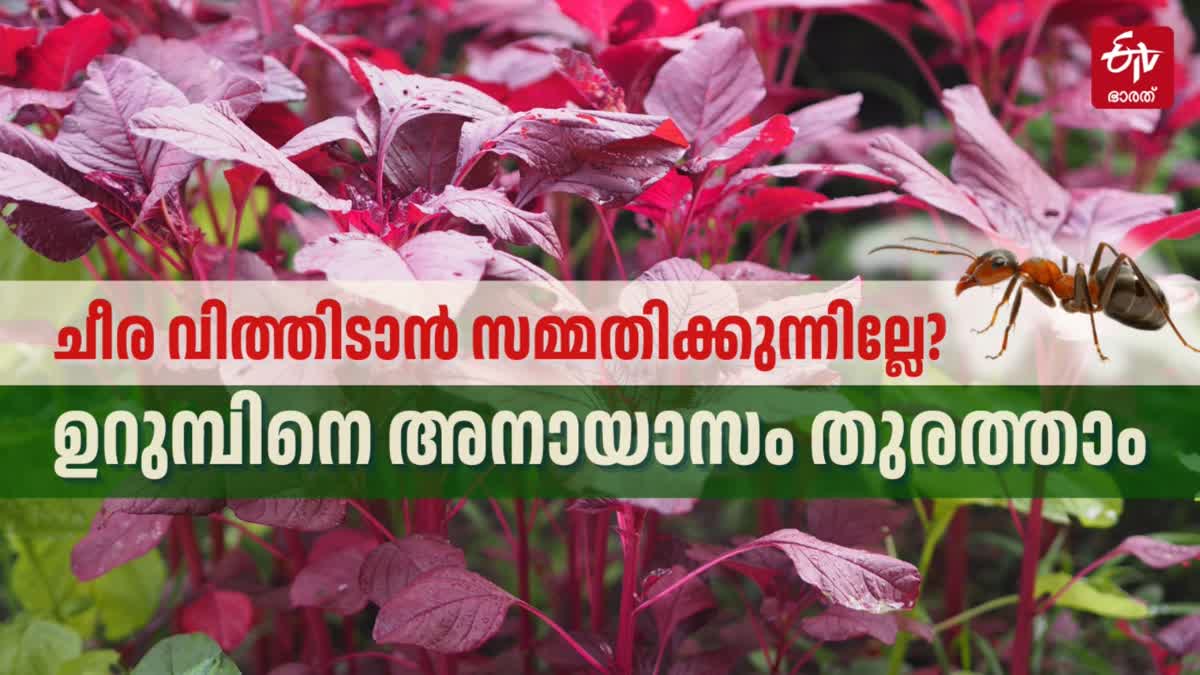 RED SPINACH BENEFITS  RED SPINACH IN MALAYALAM  ചീര കൃഷി ടിപ്‌സ്  RED SPINACH RECIPE