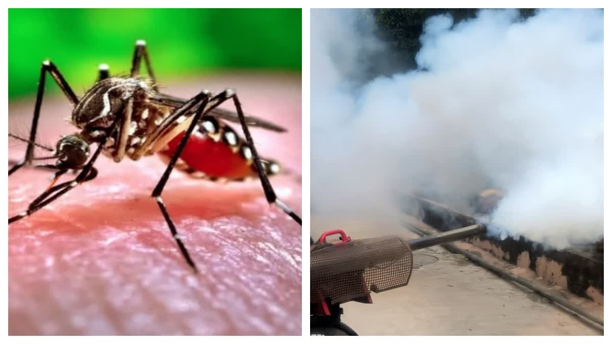 Vector Borne Diseases