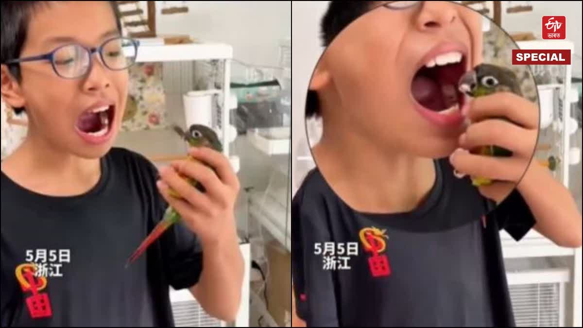 Parrot Dentist