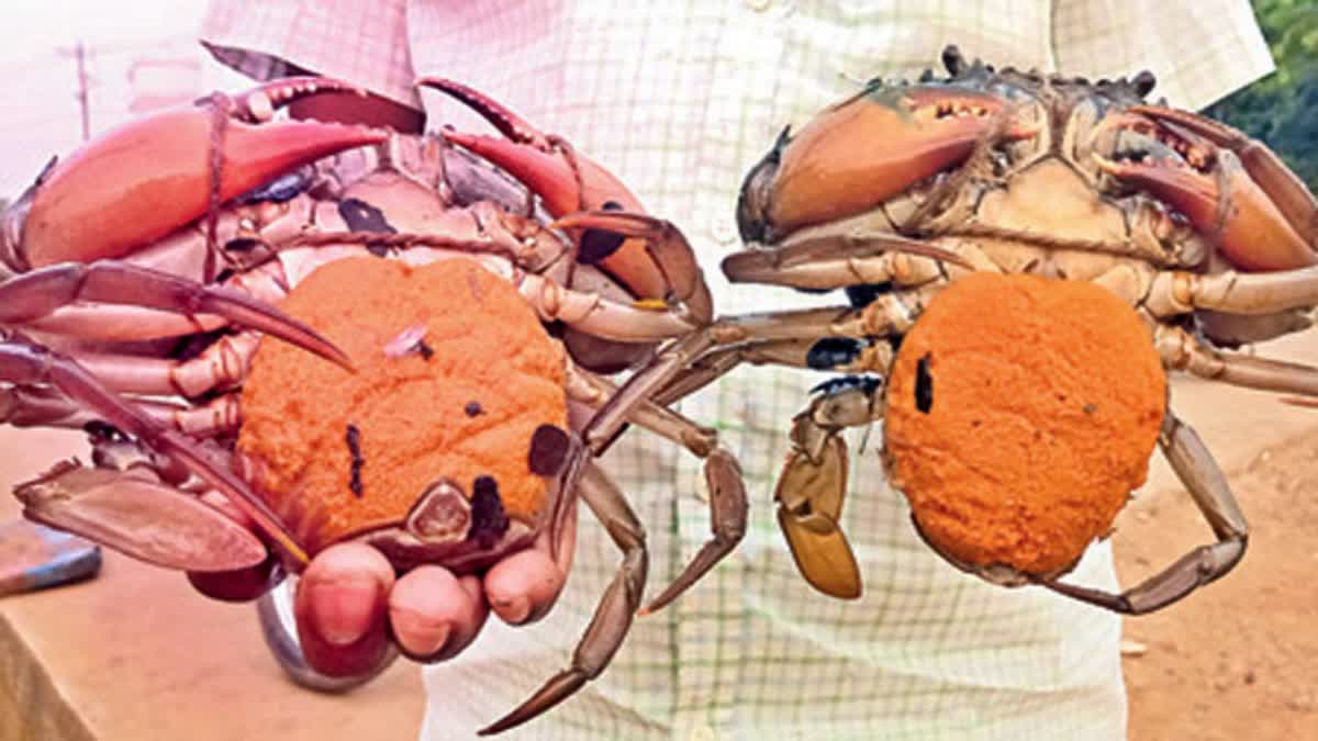 crabs_caught_by_fisherman_in_godavari_kakinada_district