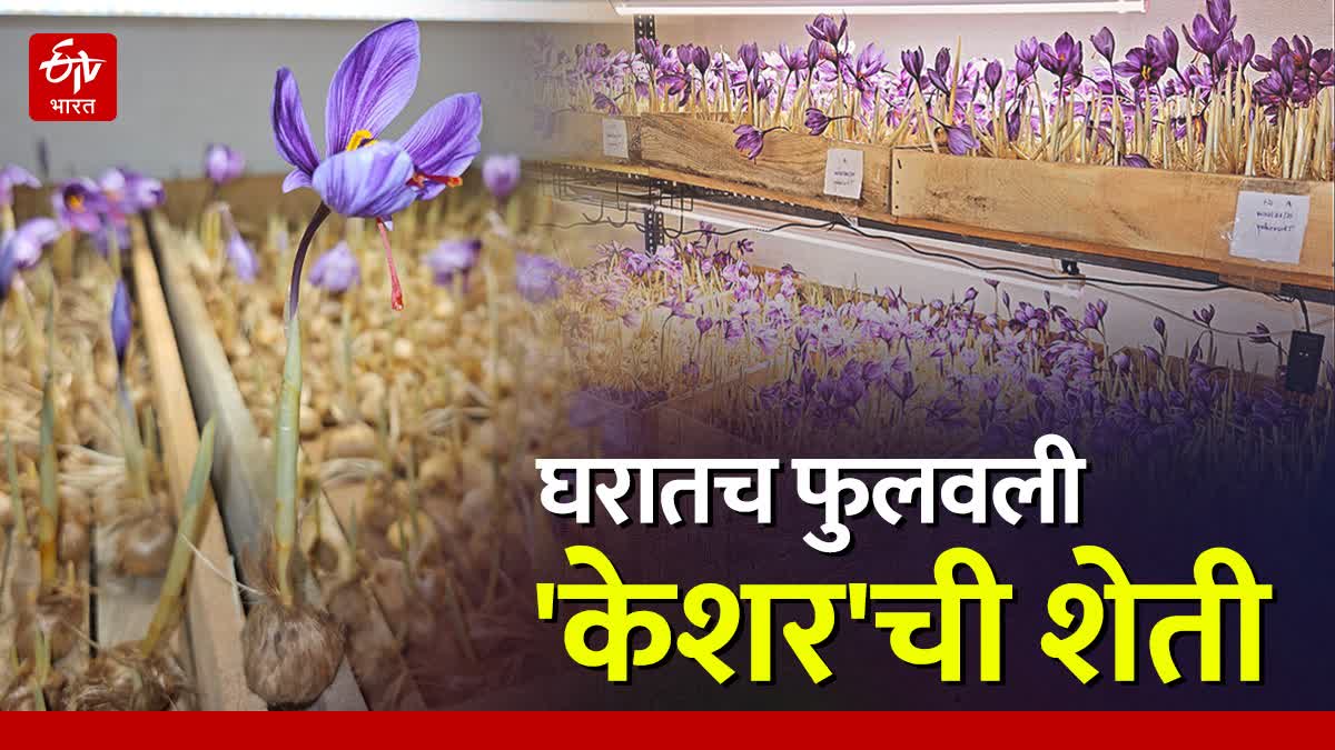 Saffron Farming