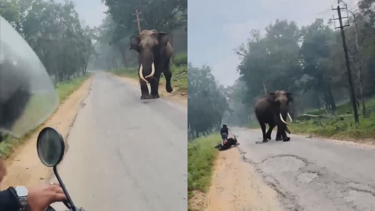 WILD ELEPHANT ATTACK  കാട്ടാന ആക്രമണം  കാട്ടാന ആക്രമണം വയനാട്  ELEPHANT ATTACK