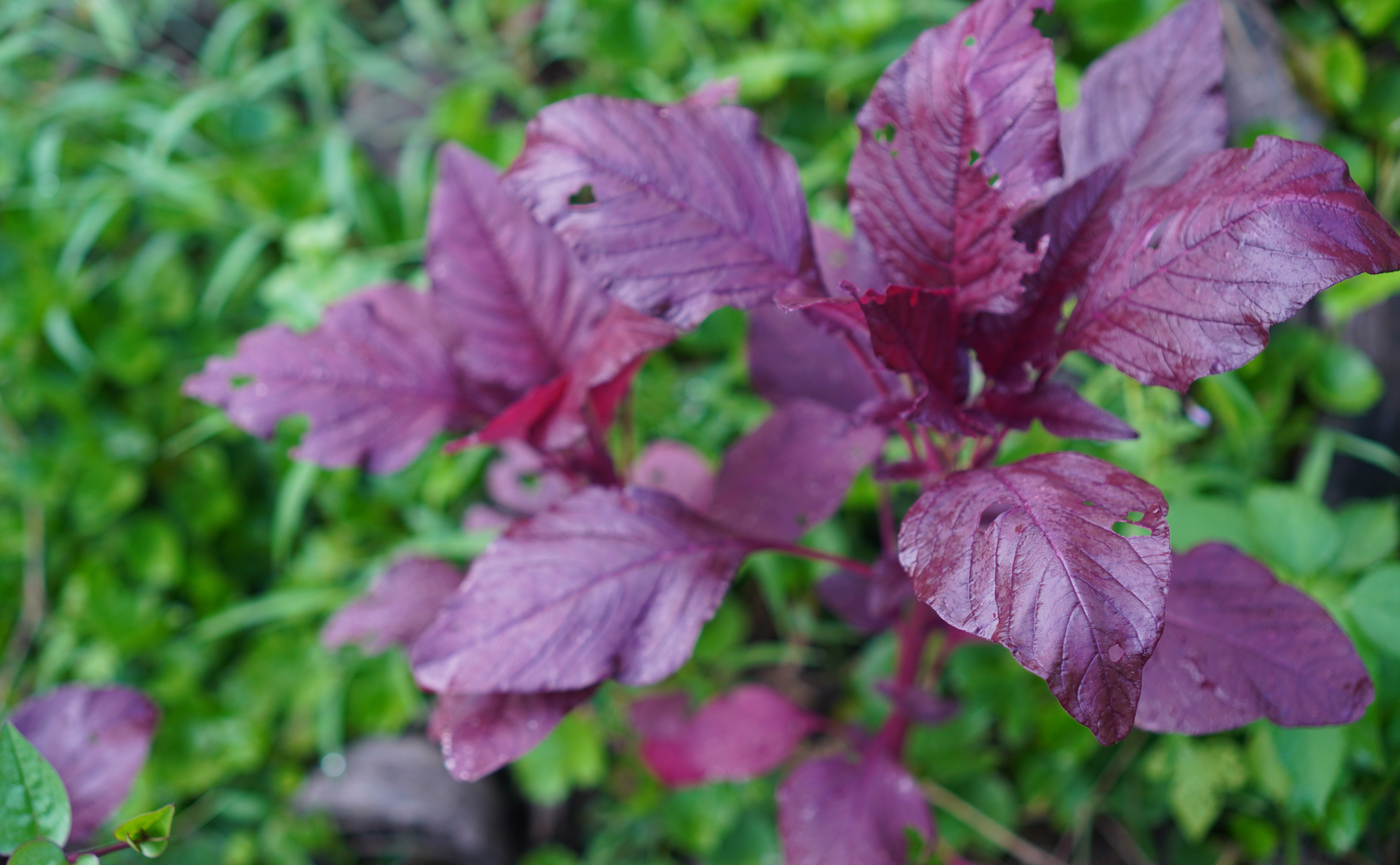 RED SPINACH BENEFITS  RED SPINACH IN MALAYALAM  ചീര കൃഷി ടിപ്‌സ്  red spinach recipe