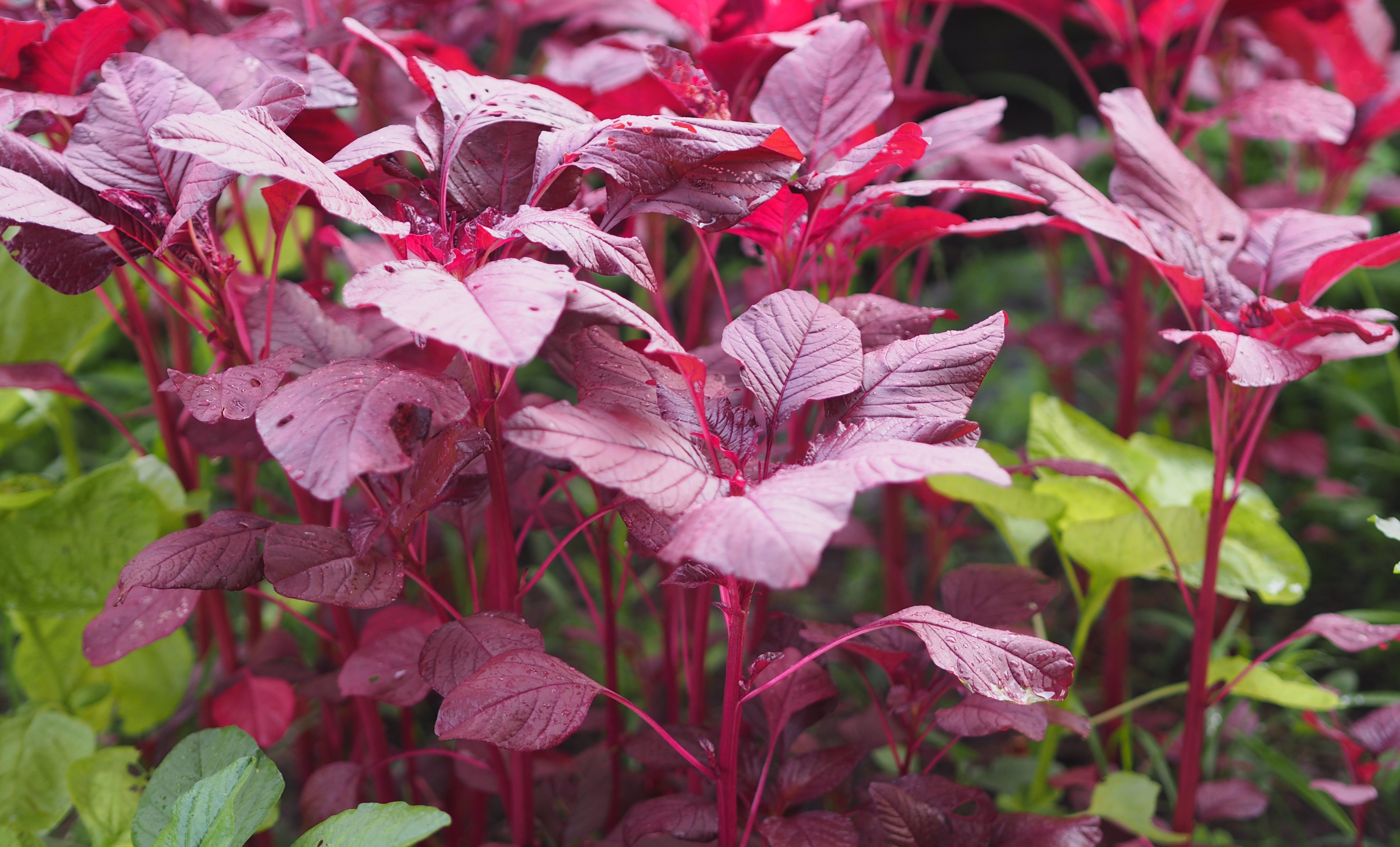 RED SPINACH BENEFITS  RED SPINACH IN MALAYALAM  ചീര കൃഷി ടിപ്‌സ്  red spinach recipe