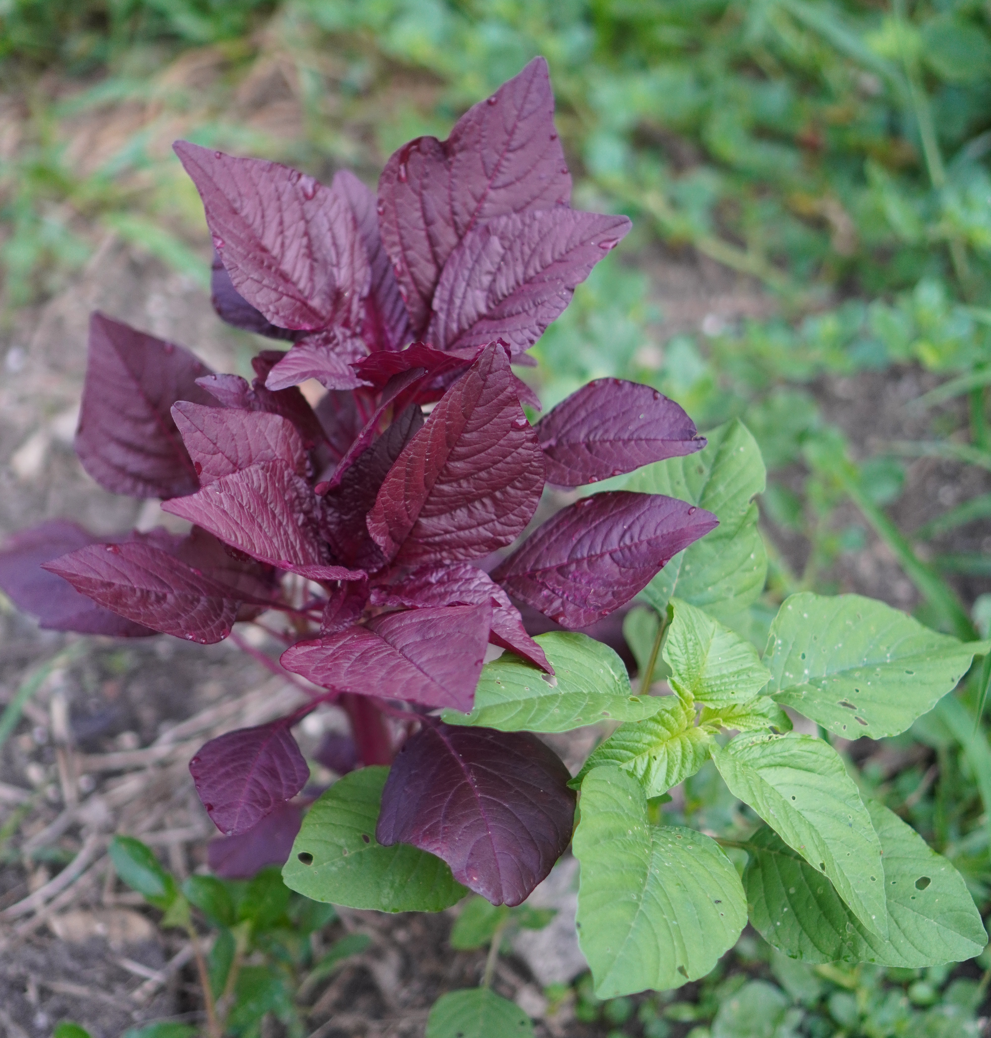 RED SPINACH BENEFITS  RED SPINACH IN MALAYALAM  ചീര കൃഷി ടിപ്‌സ്  red spinach recipe