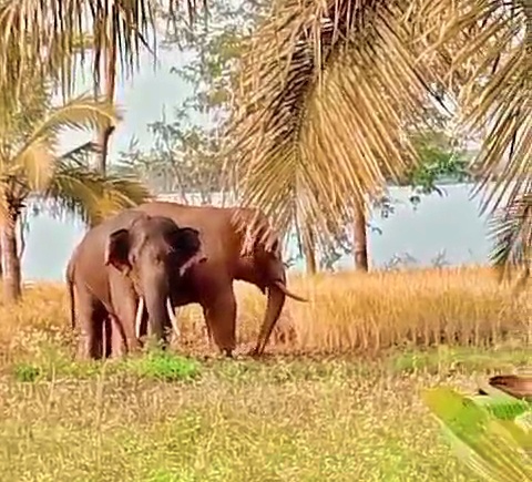 wild-elephants