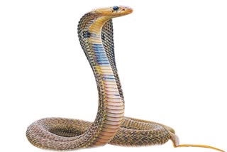 Girl Dies of Snake bite in Vikarabad