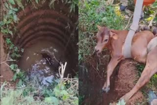 MUKKAM FIRE FORCE RESCUE OPERATIONS  LATEST MALAYALAM NEWS  കിണറ്റിൽ വീണ പശുക്കുട്ടി  RESCUES CALF FROM WELL VIDEO