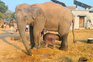 PANNA ELEPHANT GIVE BIRTH BABY