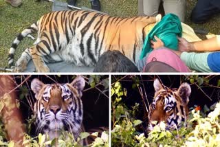 TIGRESS CAUGHT FROM KOREA