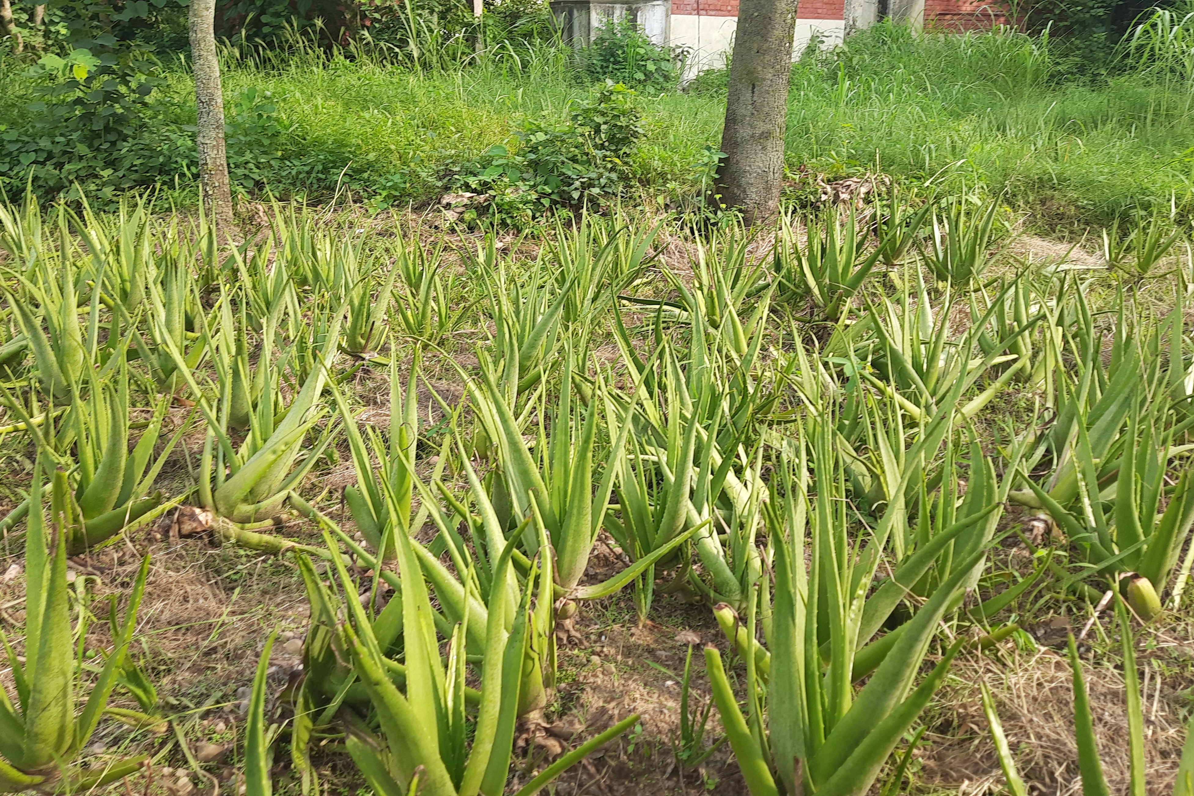 Aloe Vera Farming in hamirpur