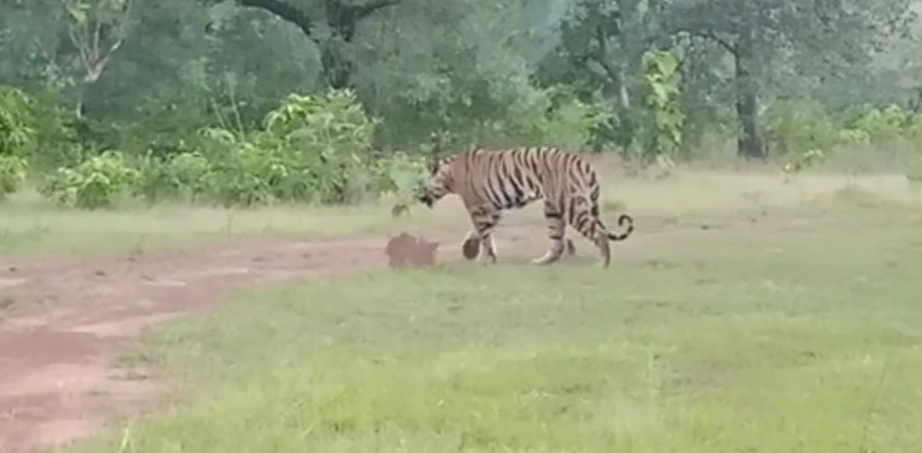 Nauradehi Tiger Reserve