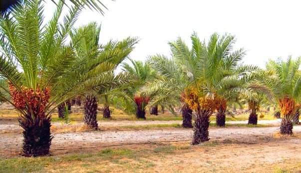 Chhindwara district's identity Chhind tree